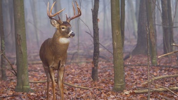 Pennsylvania Poachers Charged After Shooting “100 to 200” Deer