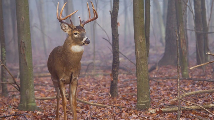 Pennsylvania Poachers Charged After Shooting “100 to 200” Deer