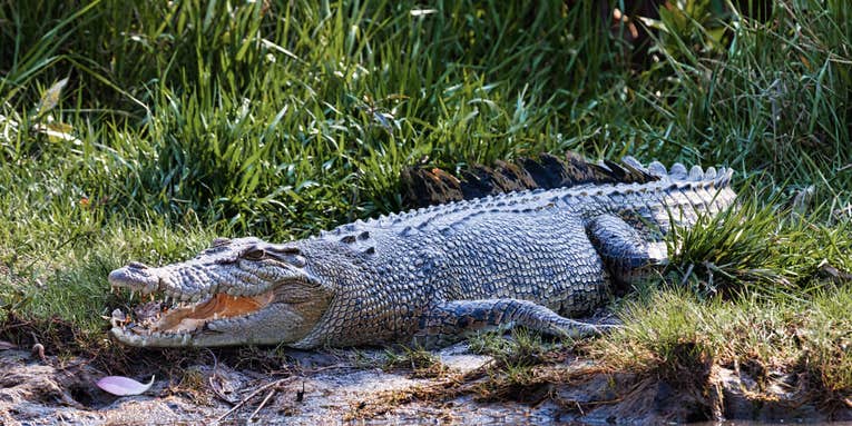 Aussie Man Frees Head from Crocodile’s Mouth in Scary Attack