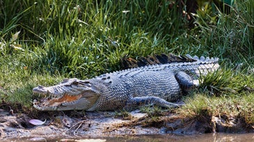 Aussie Man Frees Head from Crocodile’s Mouth in Scary Attack