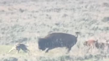 Watch a Mother Bison Defend Her Newborn Calf from a Pack of Wolves in Yellowstone