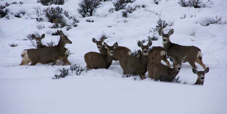 Colorado Slashes Big Game Tags in Premier Mule Deer and Elk Zones After Harsh Winter