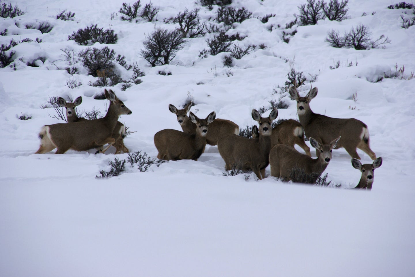 mule deer herd in deep snow