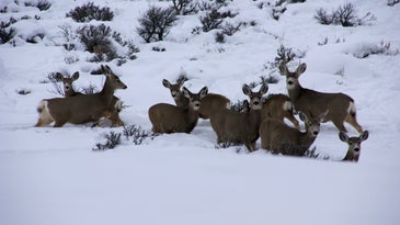 Colorado Slashes Big Game Tags in Premier Mule Deer and Elk Zones After Harsh Winter