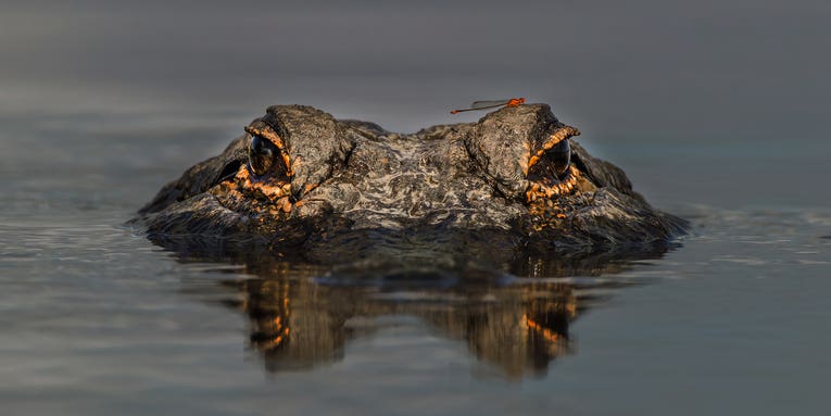 Alligator Hunting: Everything You Need to Know to Get Your Gator