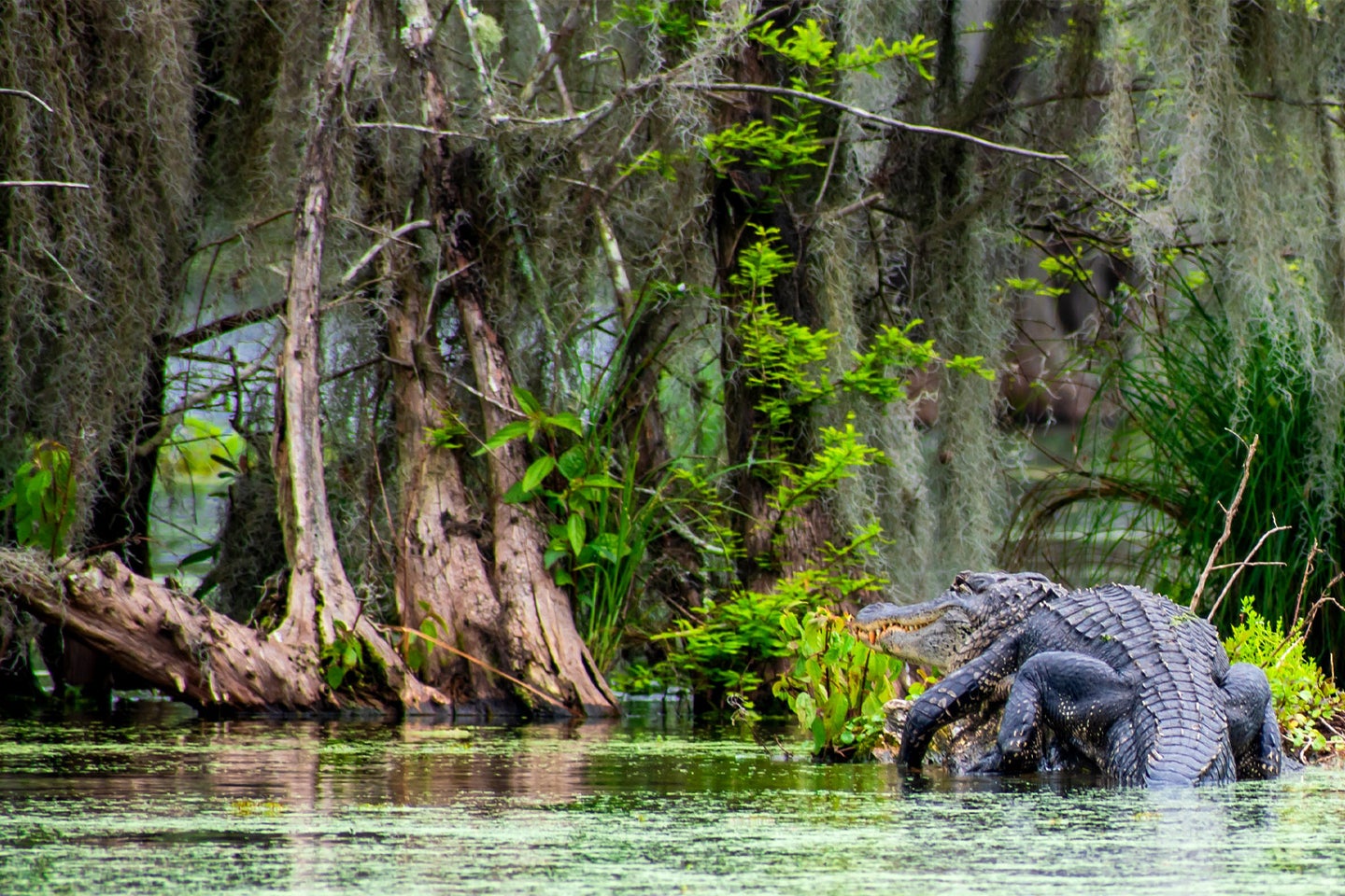 alligator in Louisiana