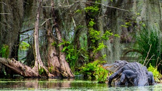 Louisiana Lawmakers Look to Expand Alligator Hunting Amid Soaring Populations