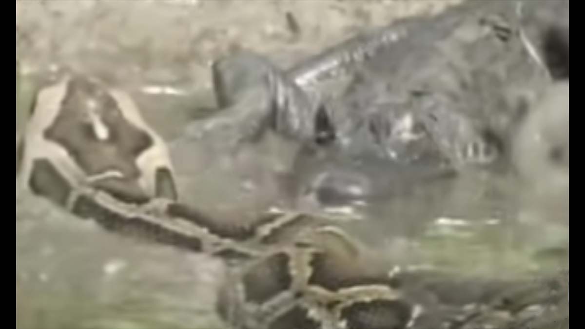 python swims toward alligator