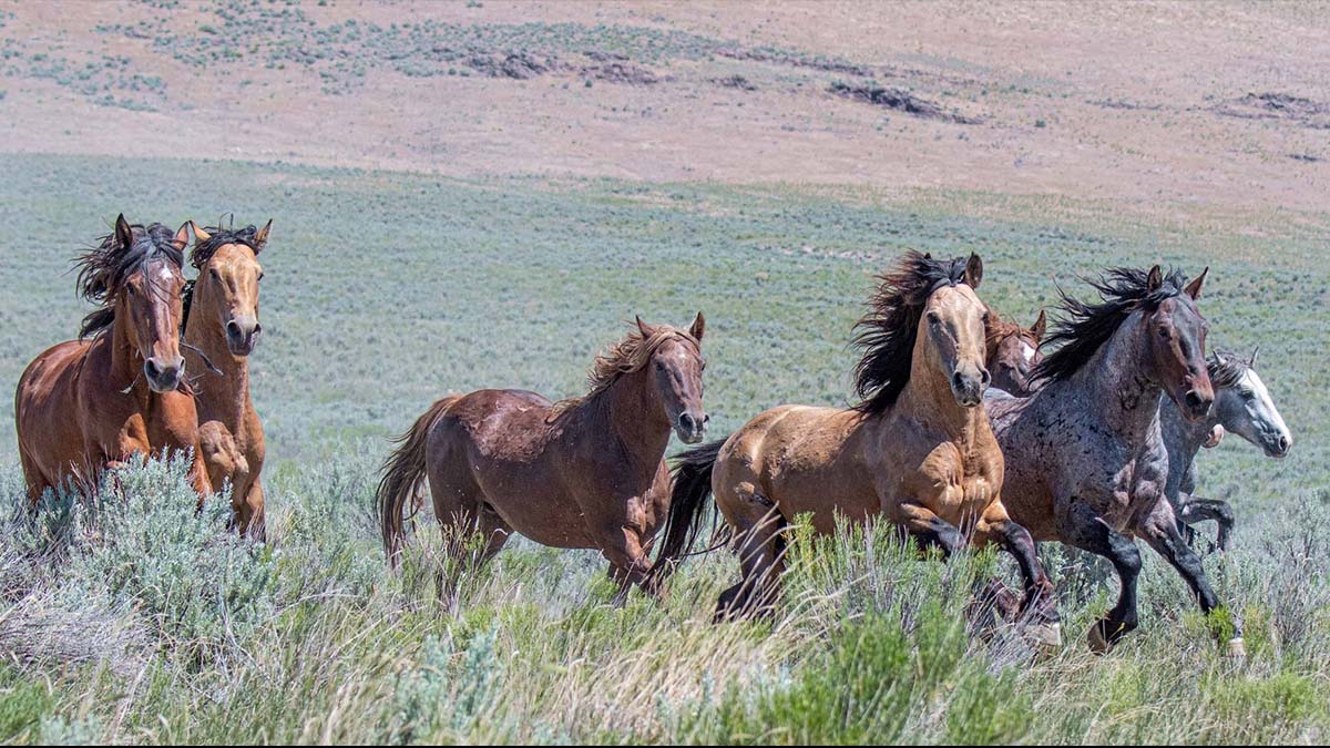 wild horses run in field