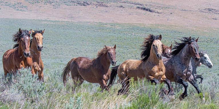 Should Feral Horses in the West Be Hunted, Like Other Invasive Wildlife?