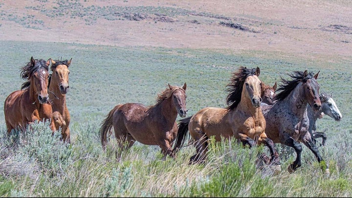 Should Feral Horses in the West Be Hunted, Like Other Invasive Wildlife?