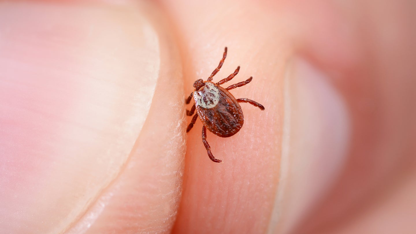 Closeup of a person's hand holding a tick between finger and thumb