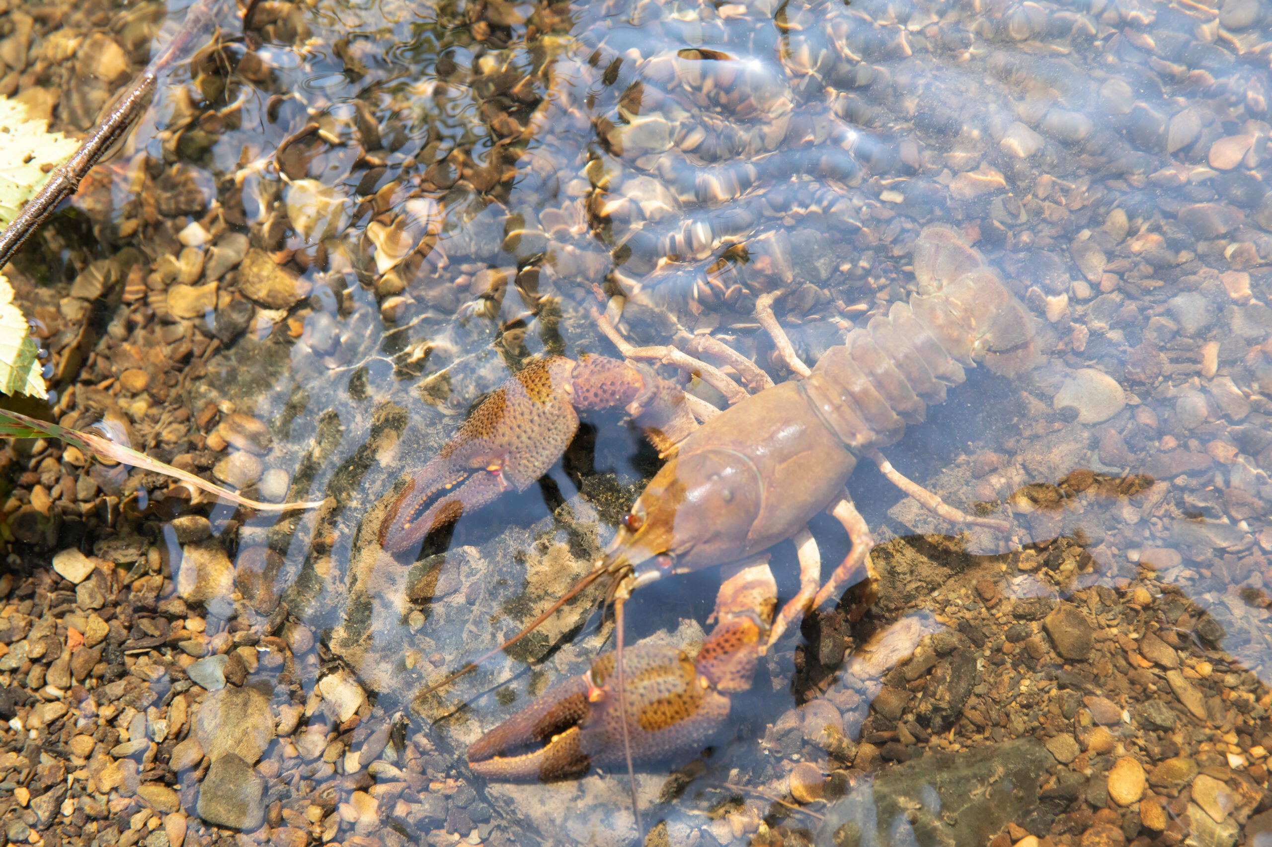 photo of crayfish in creek