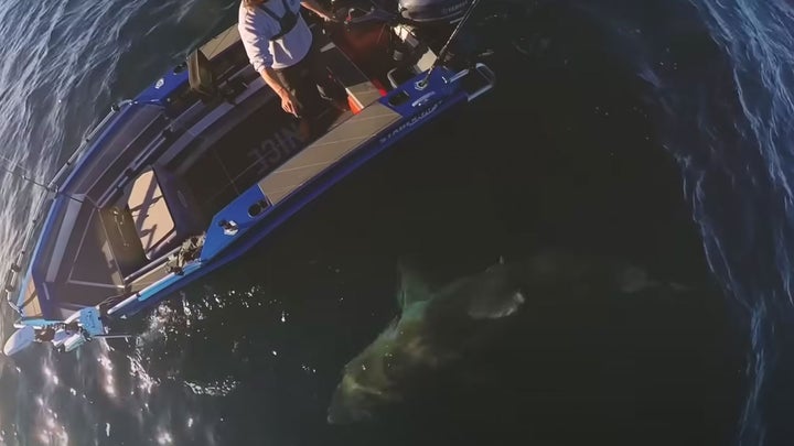 Watch a Massive Great White Shark Circle a Lone Fisherman’s Small Boat