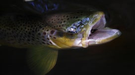 Learn What Trout Eat and Start Catching More Fish