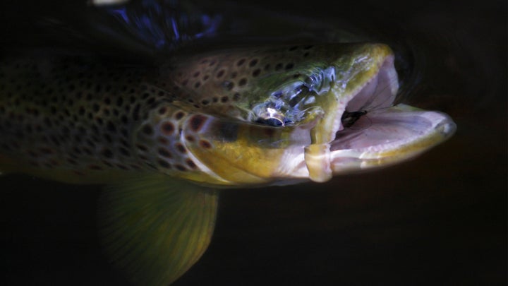 Learn What Trout Eat and Start Catching More Fish