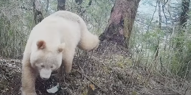 World’s Only-Known Albino Panda Documented in China