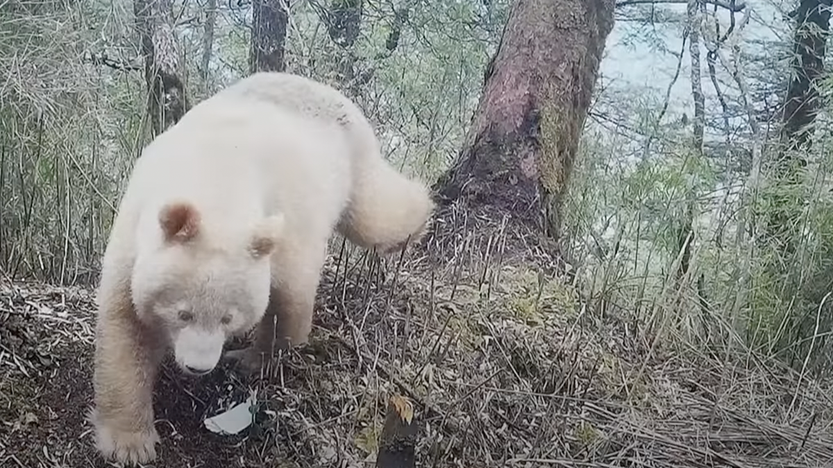World’s Only-Known Albino Panda Documented in China