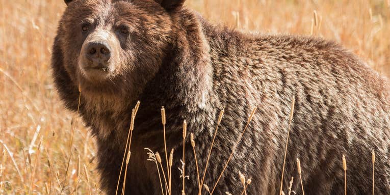 Wyoming Sues Feds for Inaction on Removing Grizzly Bears from Endangered Species List