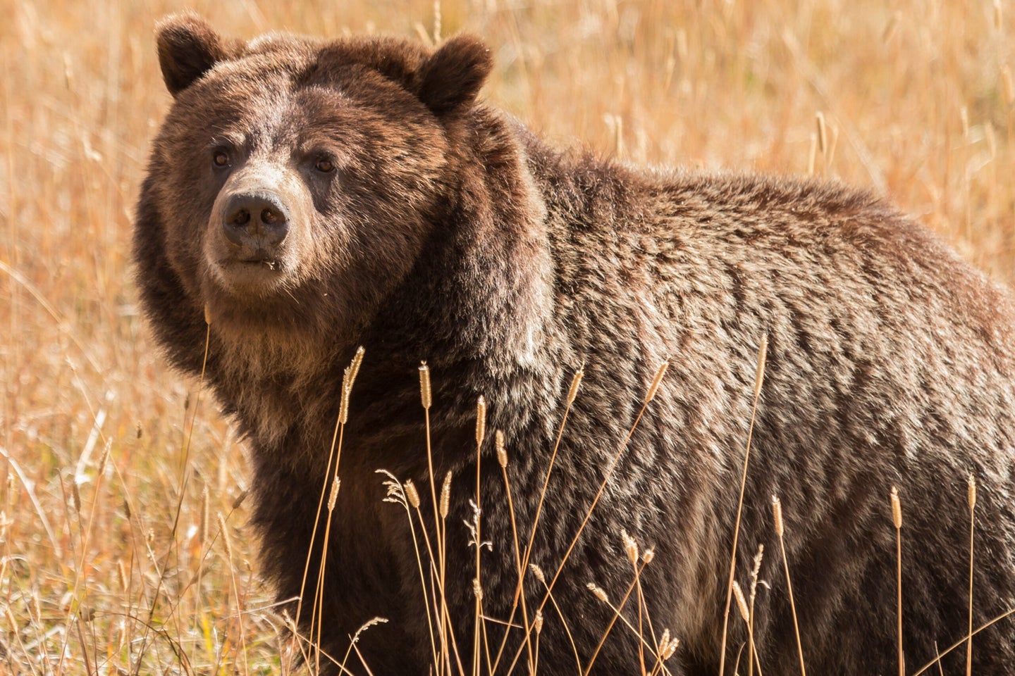 There are an estimated 1,070 grizzly bears in the Great Yellowstone Ecosystem. 