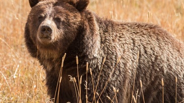 Wyoming Sues Feds for Inaction on Removing Grizzly Bears from Endangered Species List