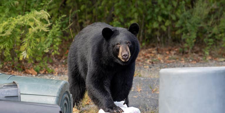 Black Bear Steals “60 Cupcakes and a Bunch of Coconut Cake” from Connecticut Bakery