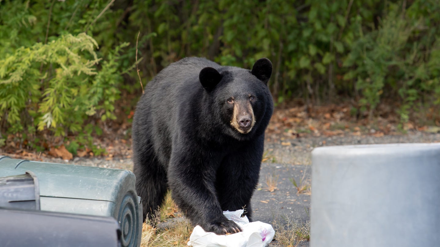 Black Bear Steals “60 Cupcakes and a Bunch of Coconut Cake” from Connecticut Bakery