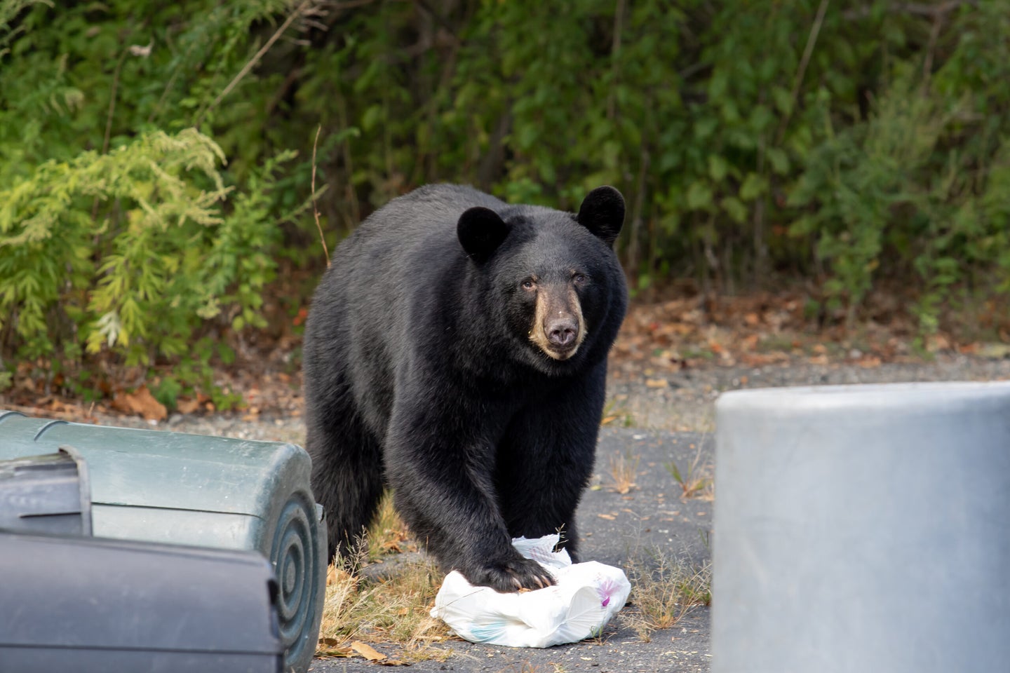 black bear in eating garbage