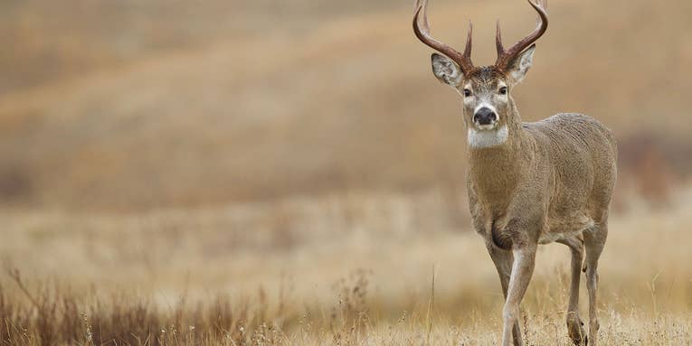 Oklahoma Confirms First Case of Chronic Wasting Disease in Wild Deer