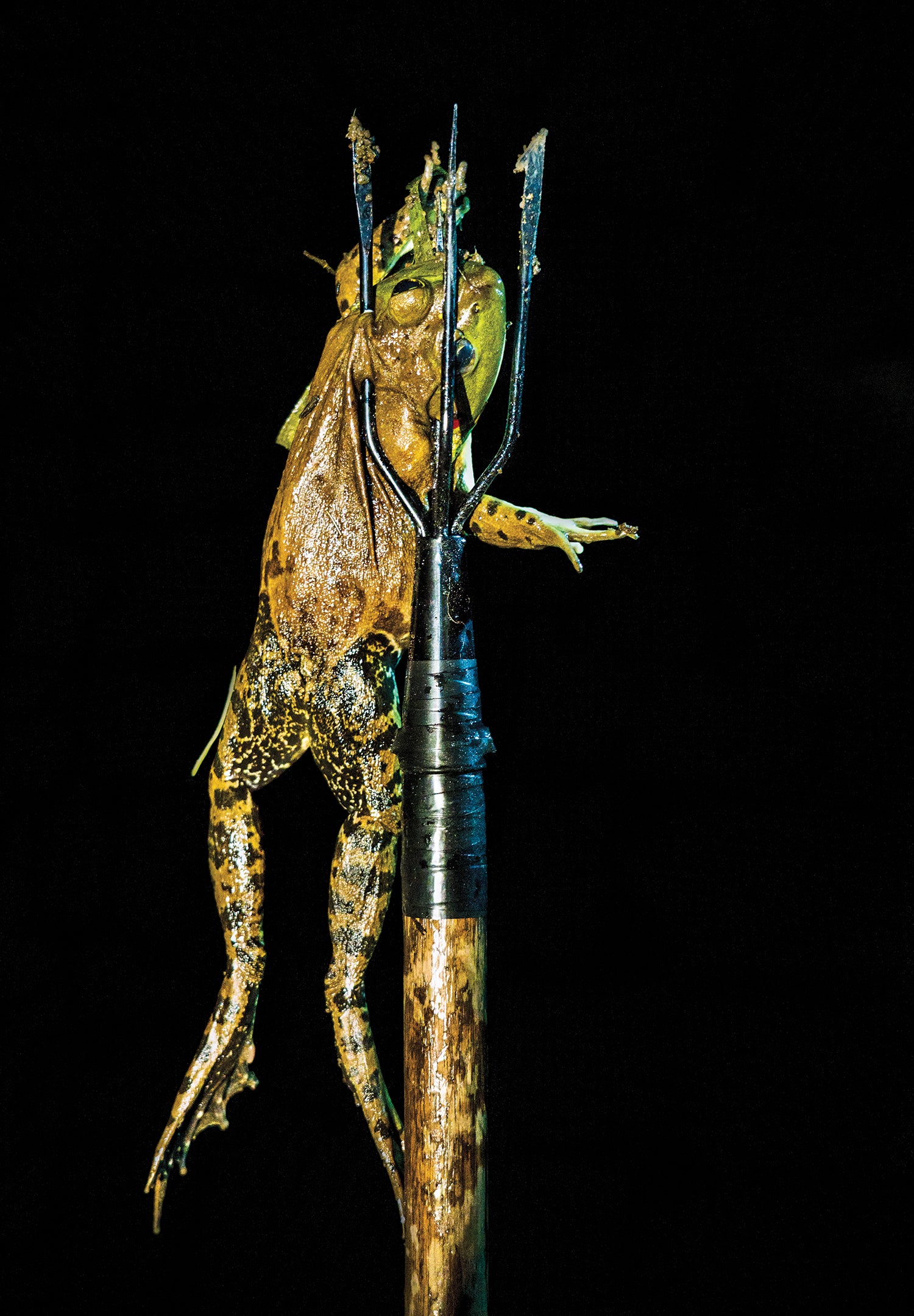 frog impaled on a gig