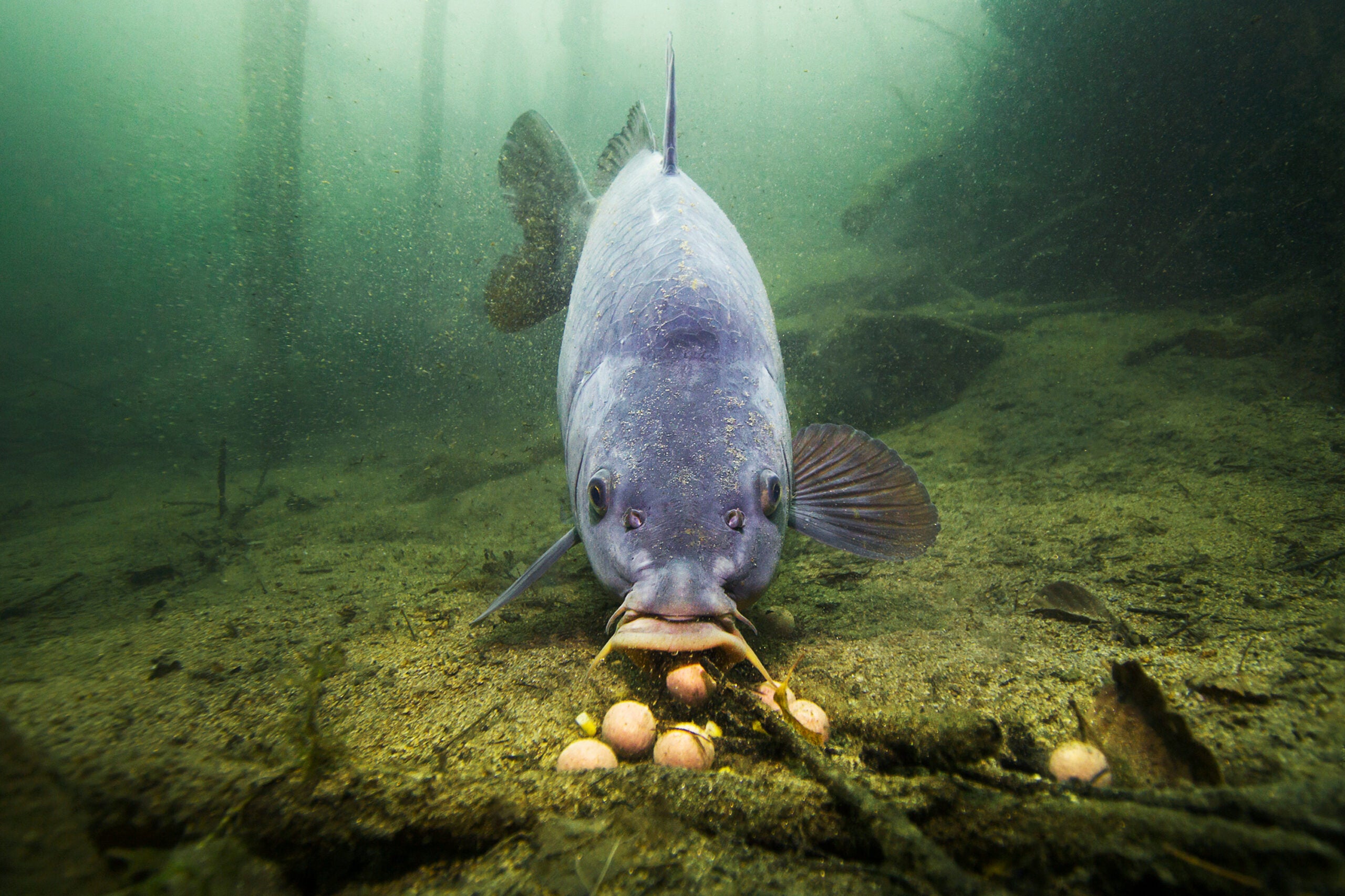 photo of a carp feeding on bottom