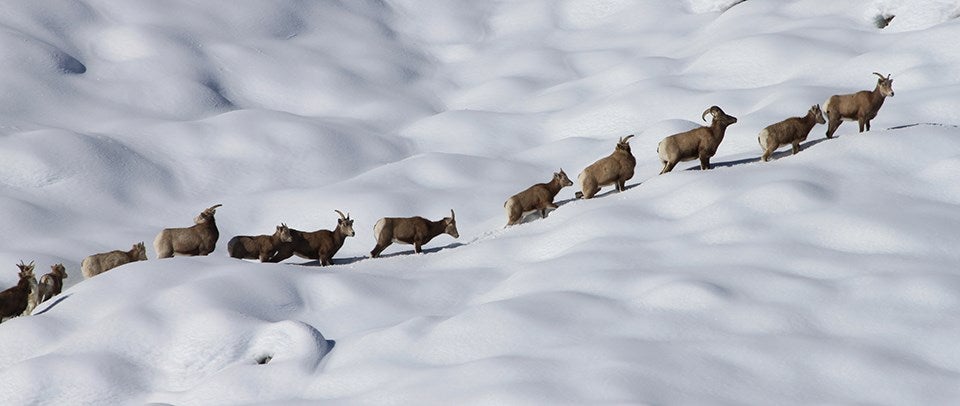 bighorn sheep walk across snowy landscape