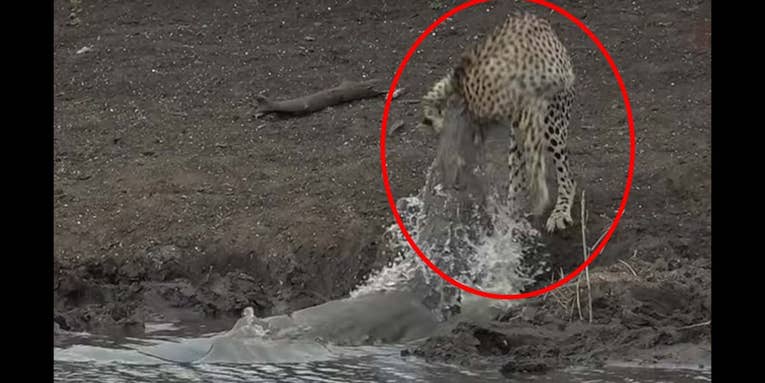 Watch a Crocodile Lunge Out of the Water to Take Down a Cheetah