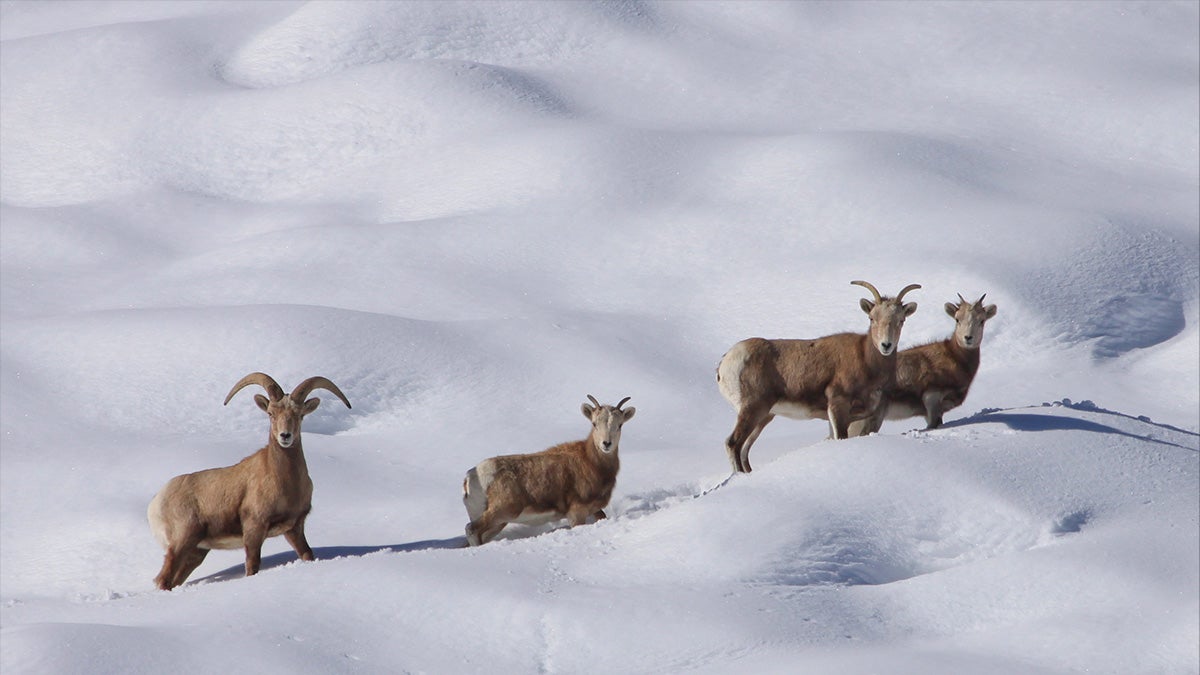bighorn sheep in snow
