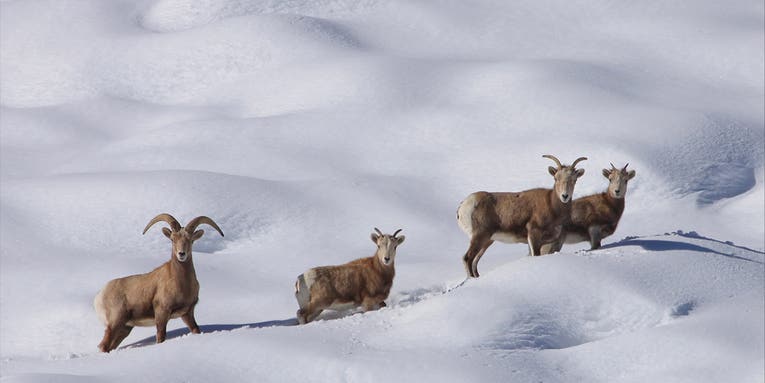 Backcountry Skiers Are Disrupting Endangered Bighorn Sheep, According to a New Study