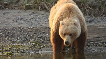 Alaska Rabbit Hunter Shoots Attacking Brown Bear Sow with .44 Handgun