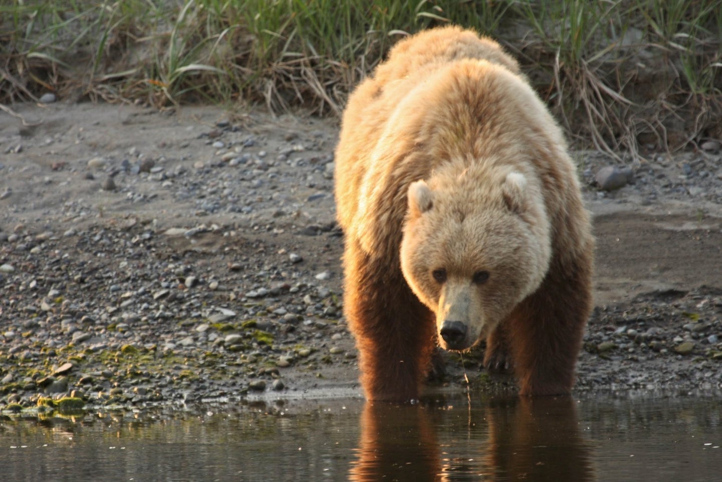 brown bear drinks water