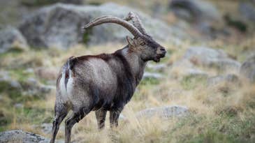 Wild Ibex Attacks Hikers, Knocking One Off a Cliff and Another Unconscious
