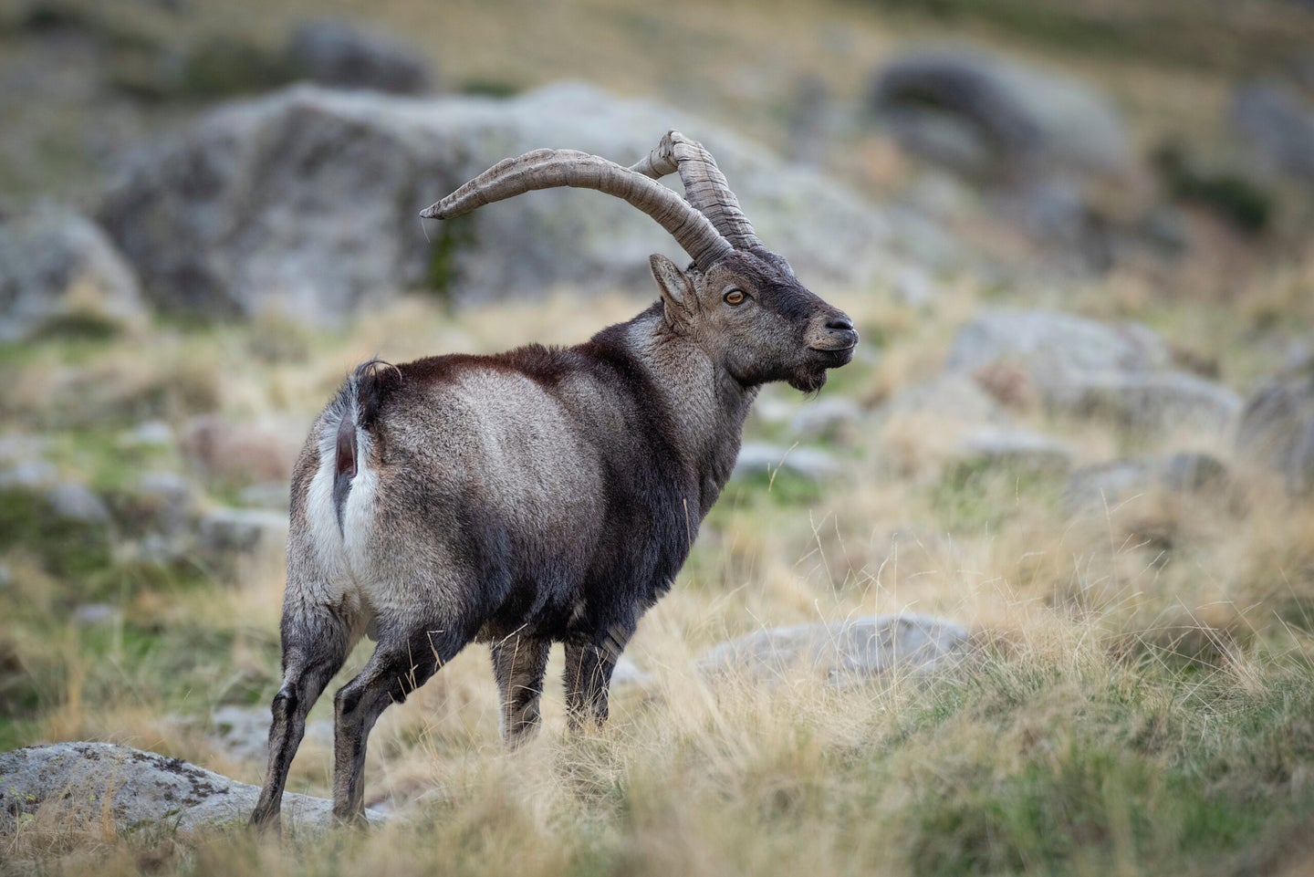 Ibex, in the mountains, Spain