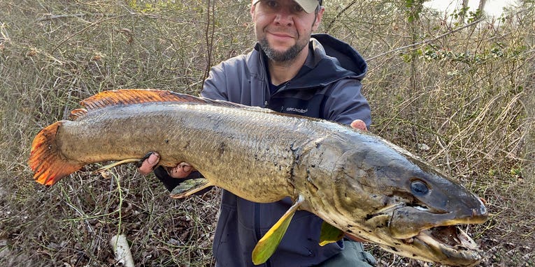 Bowfin vs Snakehead: How to ID, Hook, and Land Both Overlooked Species