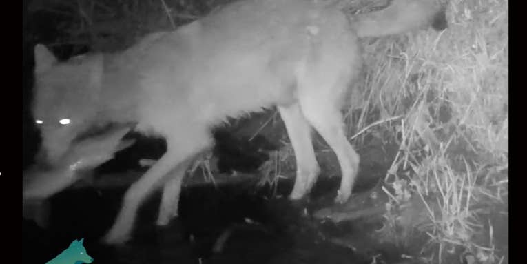 Watch Rare Footage of Wolves Hunting and Catching Fish at Night