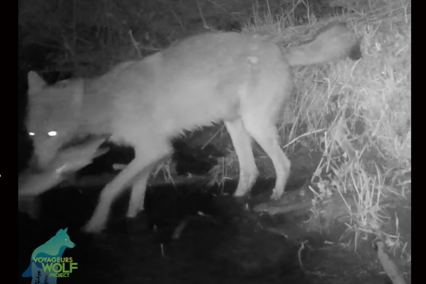 Researchers dubbed the canines in their study "The Fishing Wolves of Voyageurs National Park."
