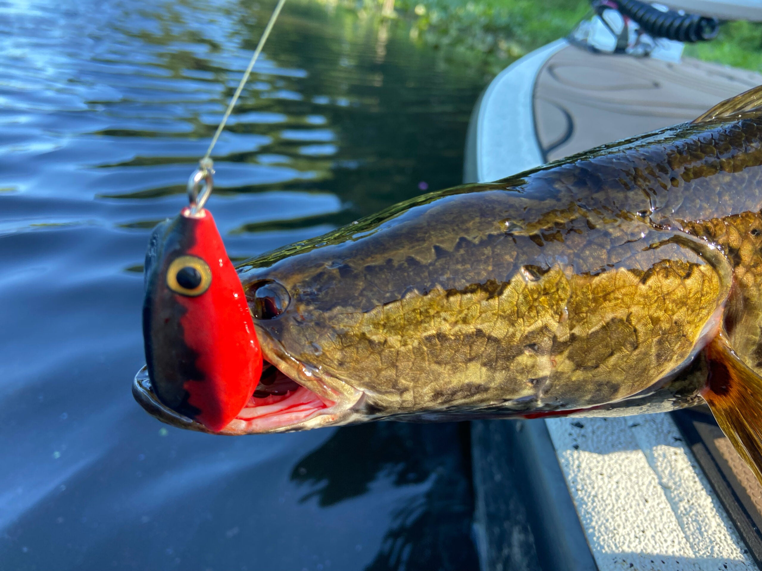 photo of snakehead with lure