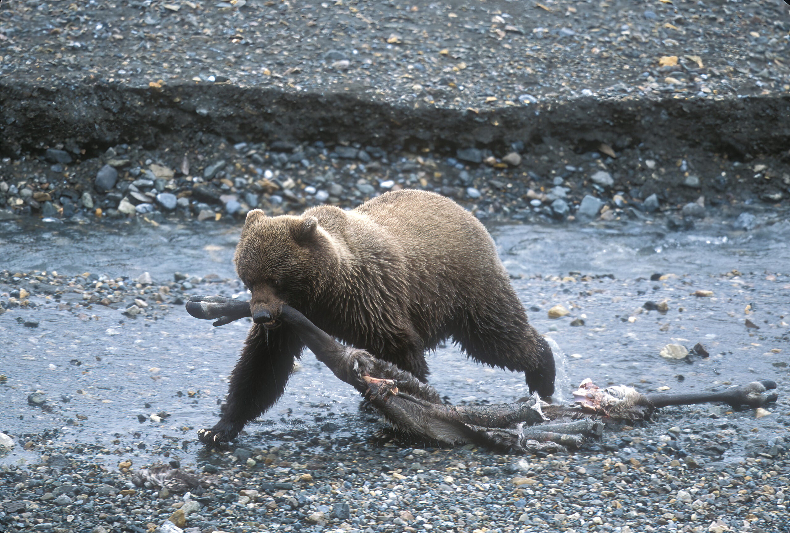 Bear Conservation photo