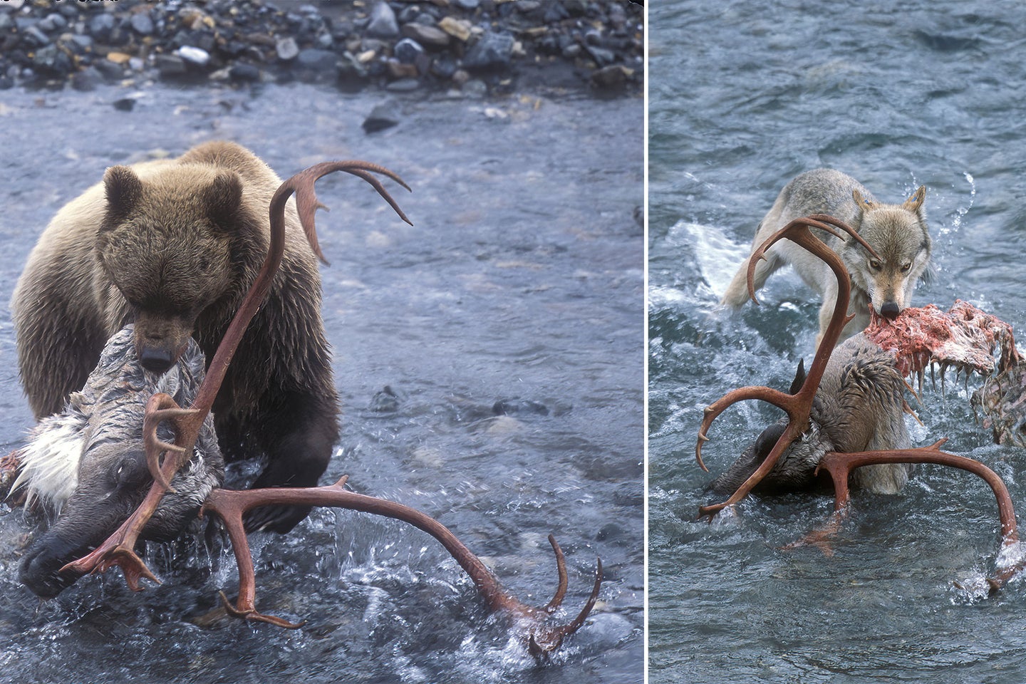 The wolves and the grizzlies fought over the bull caribou carcass in the East Fork River in Denali National Park.