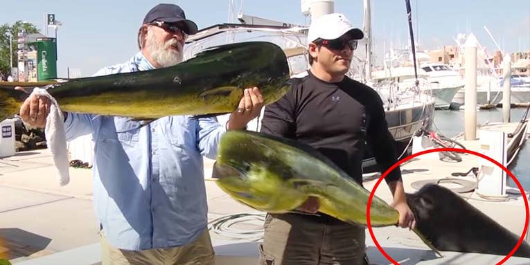 Watch a Sea Lion Steal a Mahi Mahi Right Out of an Angler’s Hands
