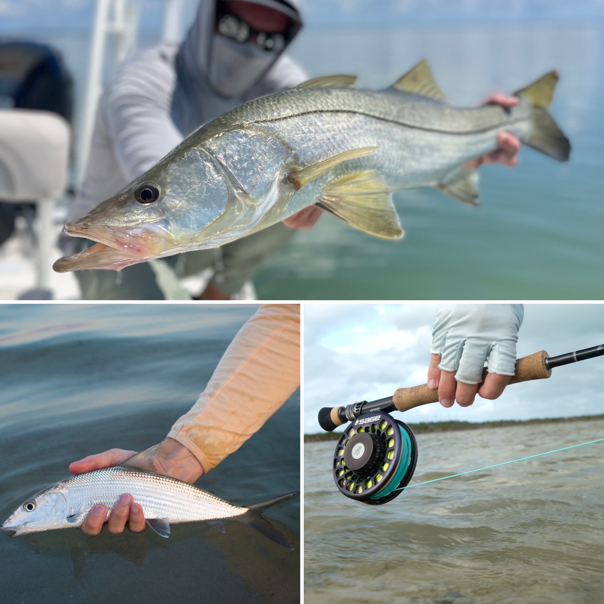 snook, fly rod, and bonefish