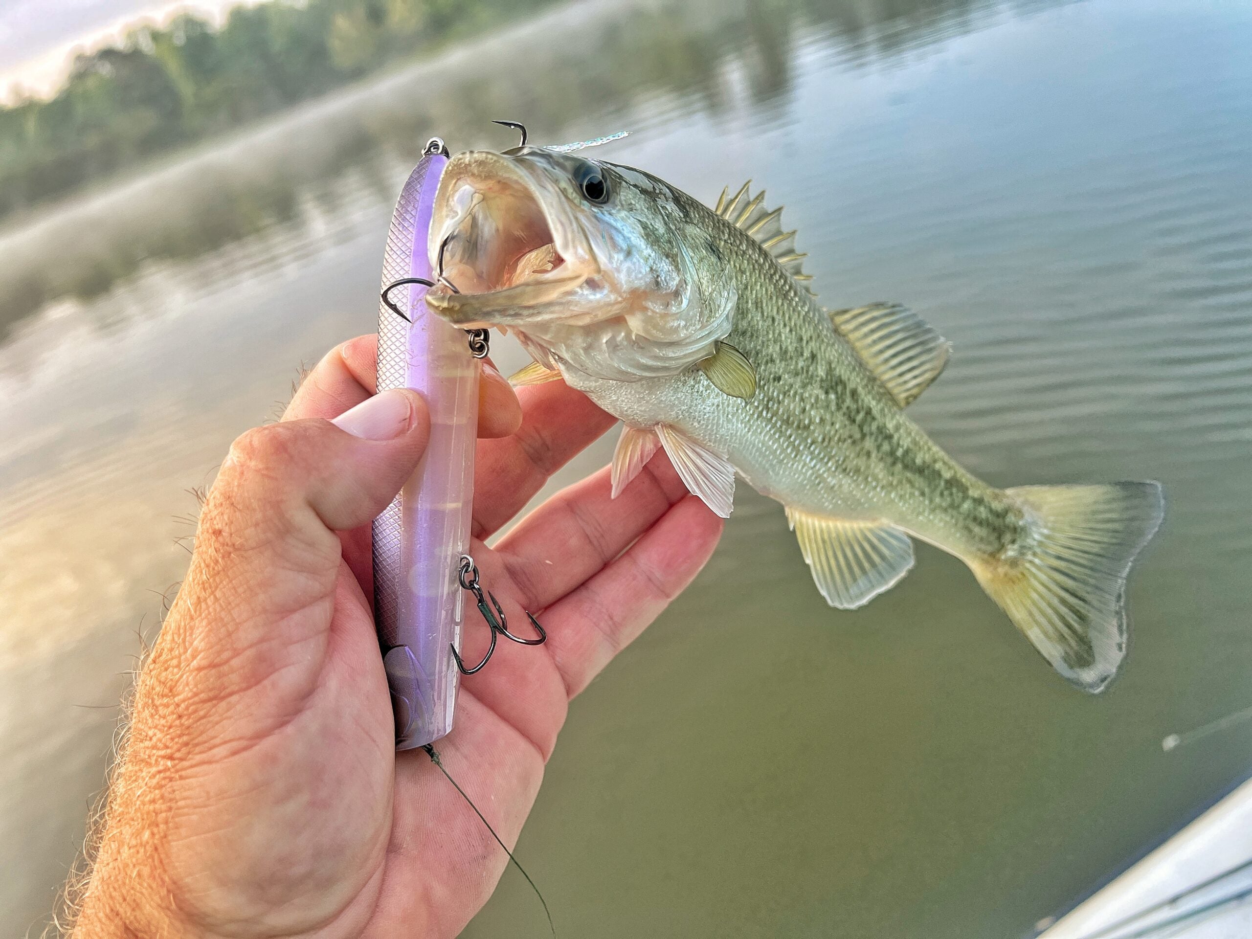 Photo showing what bass will eat