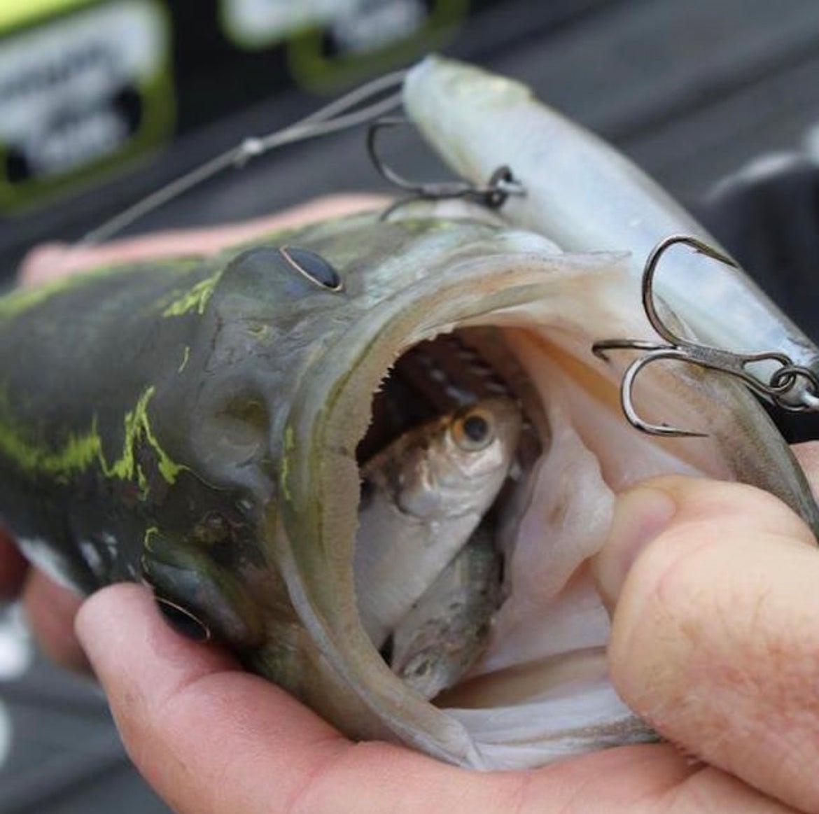 photo showing what bass eat