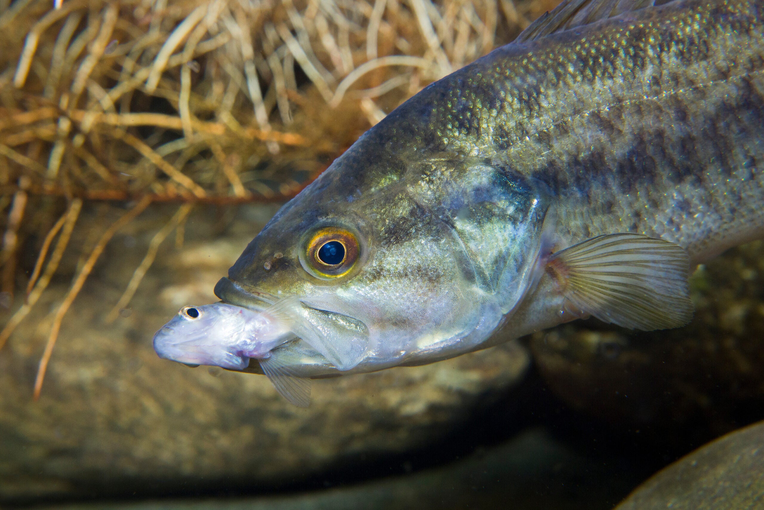 Photo of bass eating bait fish